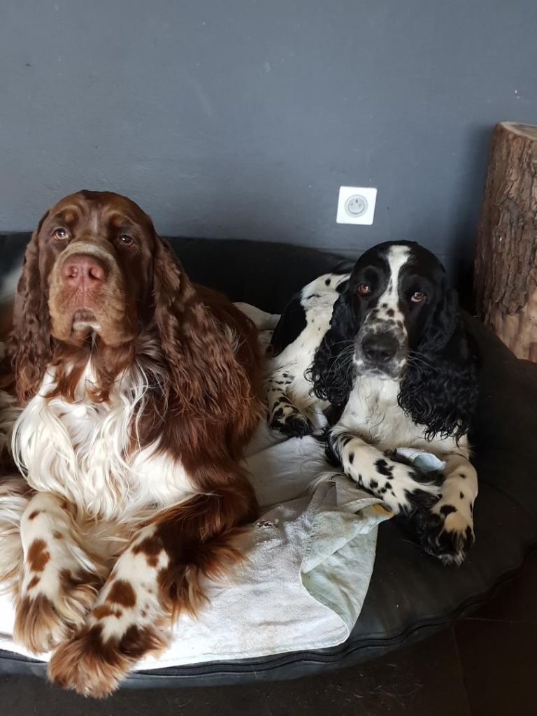 Corsica Springer - English Springer Spaniel - Portée née le 30/11/2020