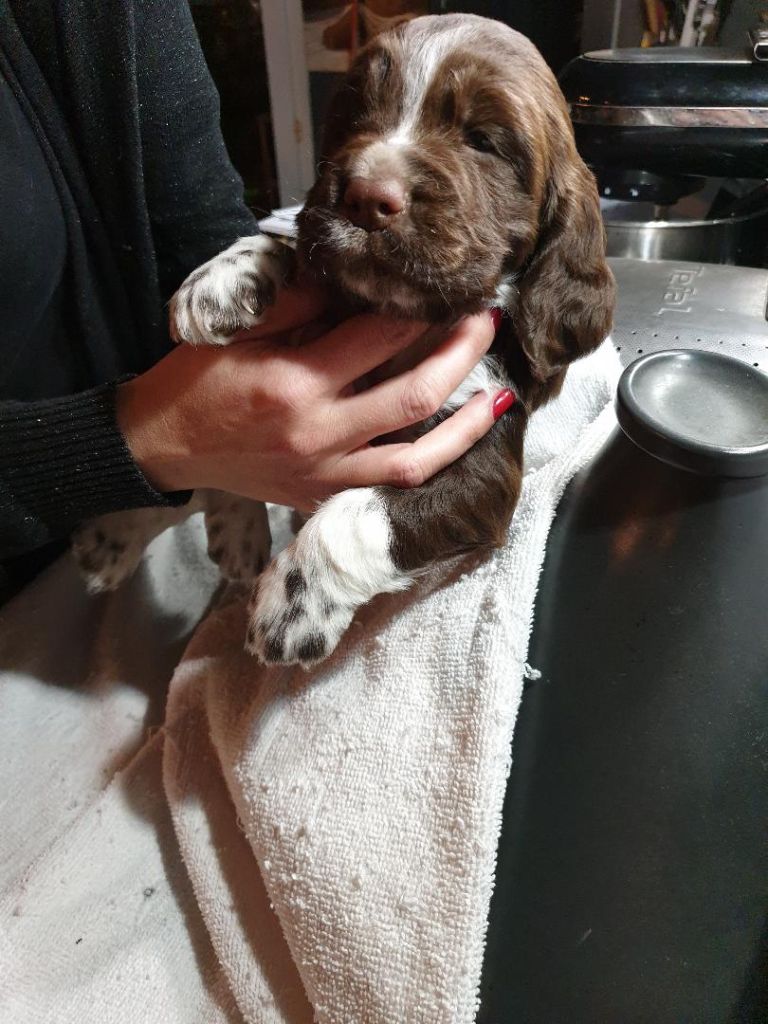 Corsica Springer - Chiots disponibles - English Springer Spaniel